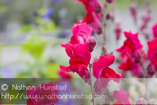 Flower_2008-10-05_IMG_2216